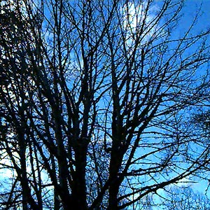 winter canopy of maple Acer macrophyllum, Elwha River Bridge, Clallam County, Washington