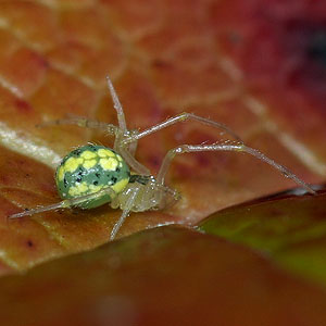 green Theridion sp. spider, Theridiidae, Elwha River Bridge, Clallam County, Washington