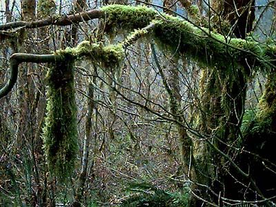 moss on maple limbs, powerline on Elwha River, Clallam County, Washington
