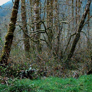 edge of bigleaf maple forest, powerline on Elwha River, Clallam County, Washington