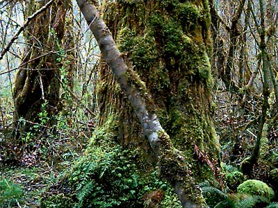 moss on bigleaf maple trunk, powerline on Elwha River, Clallam County, Washington