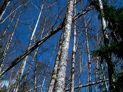 early spring canopy of red alder Alnus rubra, NW corner of Lake Mills, Clallam County, Washington