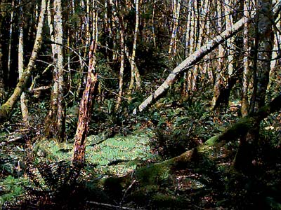 alder stand in forest, NW corner of Lake Mills, Clallam County, Washington