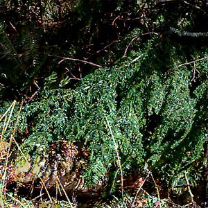 foliage of western hemlock Tsuga heterophylla, NW corner of Lake Mills, Clallam County, Washington