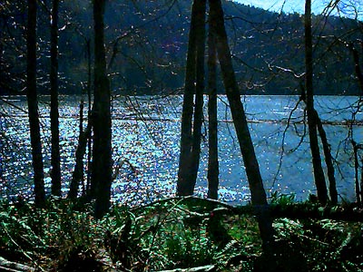 forested shore, NW corner of Lake Mills, Clallam County, Washington