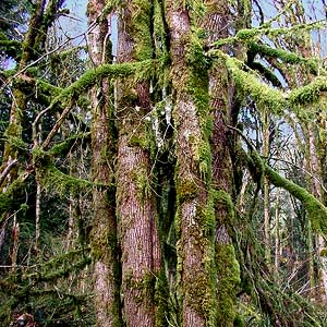 moss on bigleaf maple Acer macrophyllum, NW corner of Lake Mills, Clallam County, Washington