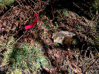 pitfall trap with bark cover, NW corner of Lake Mills, Clallam County, Washington