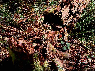 rotten wood spider habitat, NW corner of Lake Mills, Clallam County, Washington