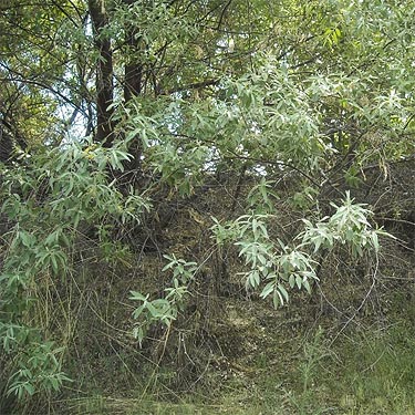 riparian Eleagnus angustifolia, Lake Entiat roadside viewpoint, Douglas County, Washington