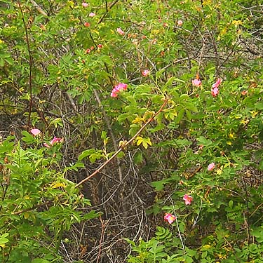 wild rose thicket, Lake Entiat roadside viewpoint, Douglas County, Washington