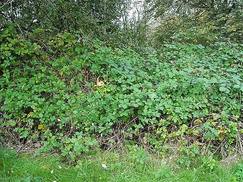 invasive Himalayan blackberry Rubus discolor forms barrier at forest edge, Evergreen Equestrian Park, Snohomish County, Washington