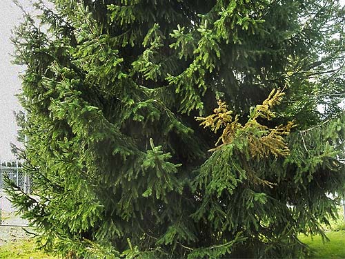 planted non-native conifer, possibly spruce, Evergreen Equestrian Park, Snohomish County, Washington