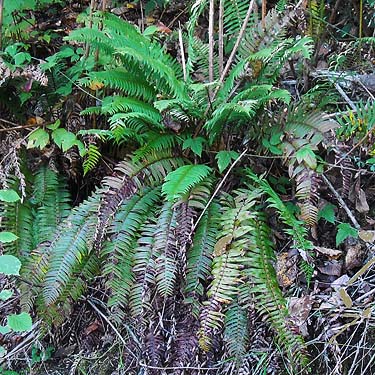 sword fern Polystichum munitum, Evergreen Equestrian Park, Snohomish County, Washington