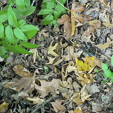 spider-rich leaf litter of bigleaf maple Acer macrophyllum, Evergreen Equestrian Park, Snohomish County, Washington