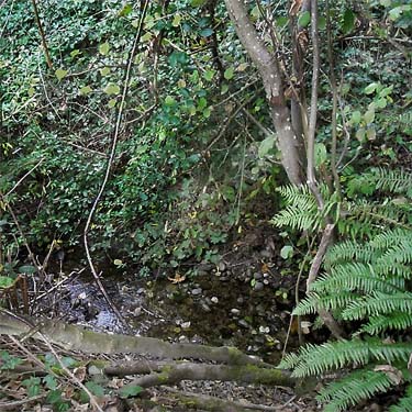 stream ravine, Evergreen Equestrian Park, Snohomish County, Washington