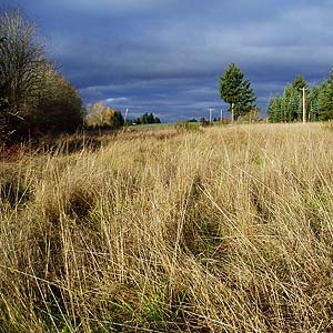 grassy meadow, Evaline, Lewis County, Washington