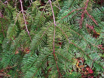 Douglas- fir foliage Pseudotsuga menziesii, Evaline, Lewis County, Washington