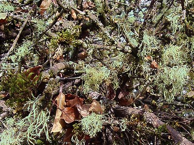 lichen on apple tree, Evaline, Lewis County, Washington