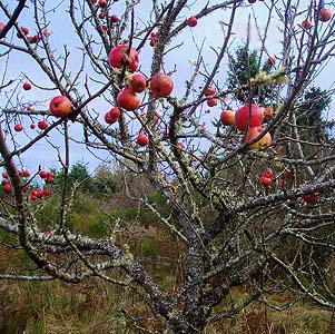 Feral apple tree with fruit, Evaline, Lewis County, Washington