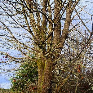 bigleaf maple tree Acer macrophyllum, Evaline, Lewis County, Washington