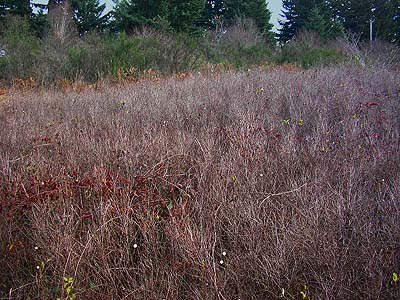 snowberry-dominated shrub meadow, Evaline, Lewis County, Washington