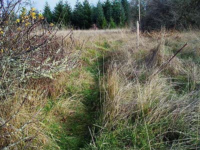 trail through grassy meadow, Evaline, Lewis County, Washington