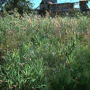 weed field by railroad tracks near Snohomish River, North Everett, Washington