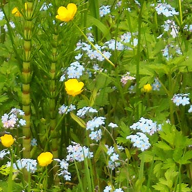 forget-me-nots, 