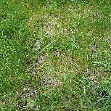 grass wolf spider habitat, Fairfax town site, Pierce County, Washington