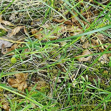 maple litter in meadow, Fairfax town site, Pierce County, Washington