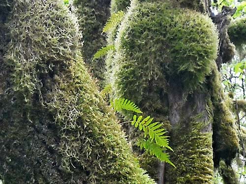 maple crotch with moss & fern, Fairfax town site, Pierce County, Washington