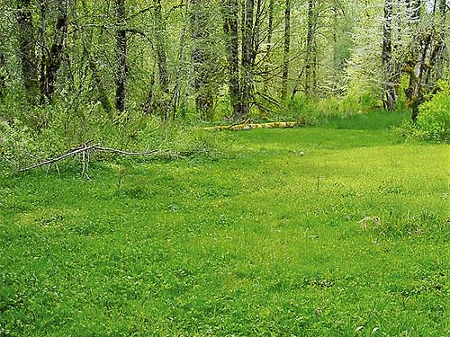 riparian meadow, Fairfax town site, Pierce County, Washington
