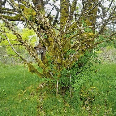 bigleaf maple tree Acer macrophyllum in meadow, Fairfax town site, Pierce County, Washington