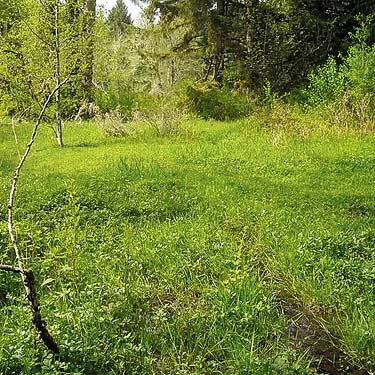 start of meadows, Fairfax town site, Pierce County, Washington
