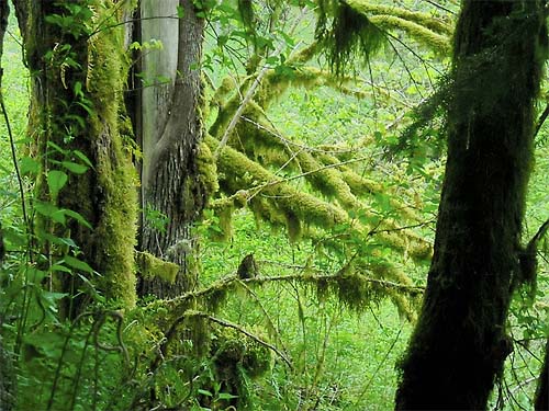 moss on maple trees, Fairfax town site, Pierce County, Washington