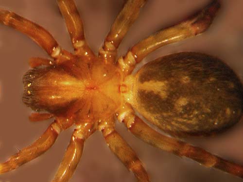 amaurobiid spider Cybaeopsis spenceri from Carbon River bank, Fairfax town site, Pierce County, Washington