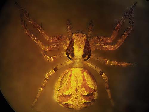 crab spider Xysticus pretiosus from Fairfax town site, Pierce County, Washington