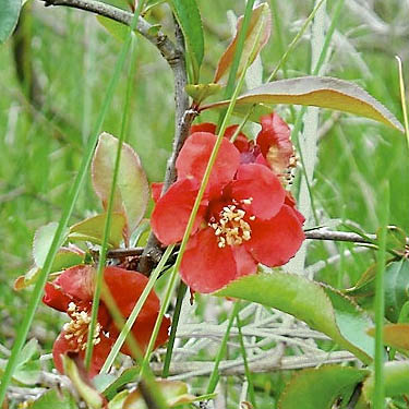 unidentified red flower, Fairfax town site, Pierce County, Washington