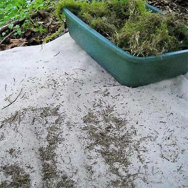 sifting moss for spiders at Fairfax town site, Pierce County, Washington