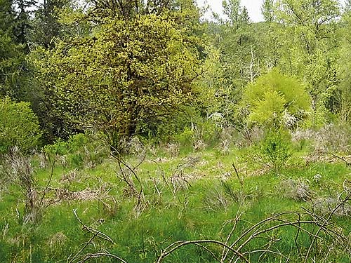 meadows where once were buildings, Fairfax town site, Pierce County, Washington