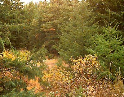 Fir-pine forest by Cle Elum River in fall