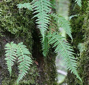 licorice fern Polypodium glycyrrhiza on maple trunk