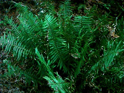 sword fern Polystichum munitum, Fort Flagler, Marrowstone Island, Washington