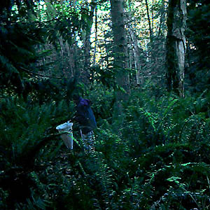Laurel Ramseyer sweeping ferns, Fort Flagler, Marrowstone Island, Washington