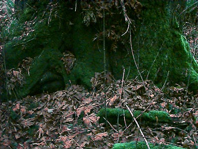 bigleaf maple Acer macrophyllum trunk base, Fort Flagler, Marrowstone Island, Washington