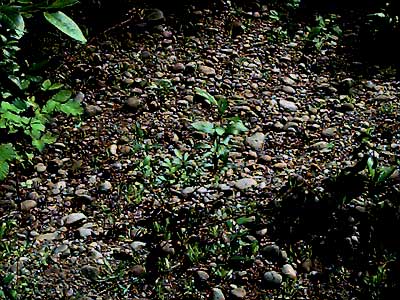 gravel in wooded gravel pit, Ford Prairie, Grays Harbor County, Washington