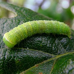 larva from oak foliage, Ford Prairie, Grays Harbor County, Washington