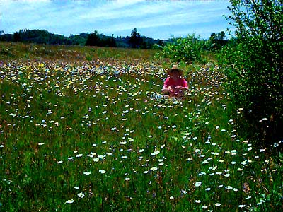 Laurel Ramseyer collecting spiders, Ford Prairie, Grays Harbor County, Washington