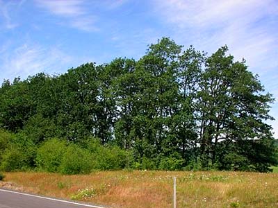 oak grove Quercus garryana across road from prairie remnant, Ford Prairie, Grays Harbor County, Washington