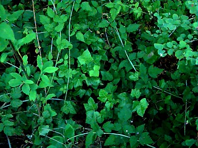 invasive English ivy Hedera helix in oak grove, Ford Prairie, Grays Harbor County, Washington